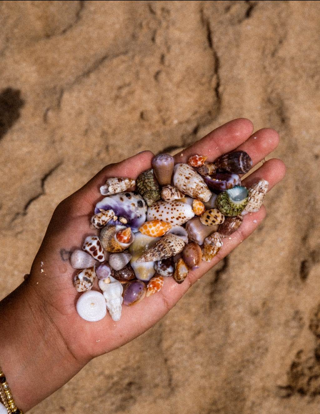 Gold Seashell charm necklace